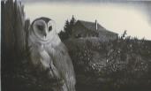 "Barn Owl"